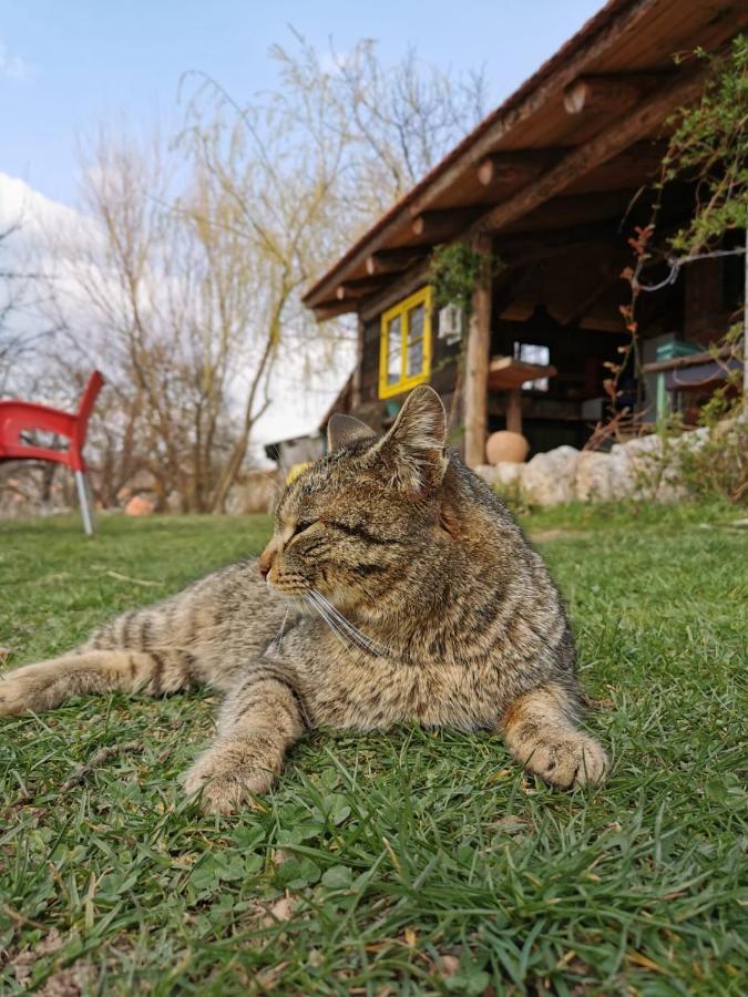 Chalet Belino Sokace Užice Esterno foto